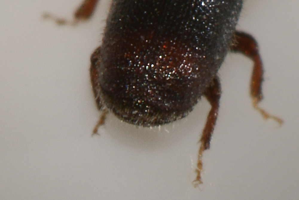 Scolytus sp.  (Scolytidae)